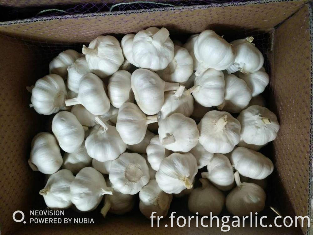 Normal White Garlic